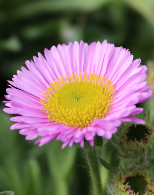 Erigeron speciosus `Rosa Juwel`